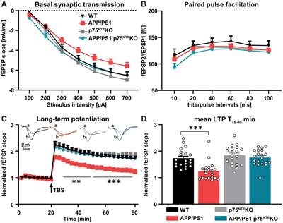 Deletion of p75NTR rescues the synaptic but not the inflammatory status in the brain of a mouse model for Alzheimer’s disease